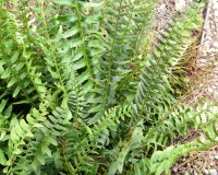 polystichum arostichoides 8-10.jpg